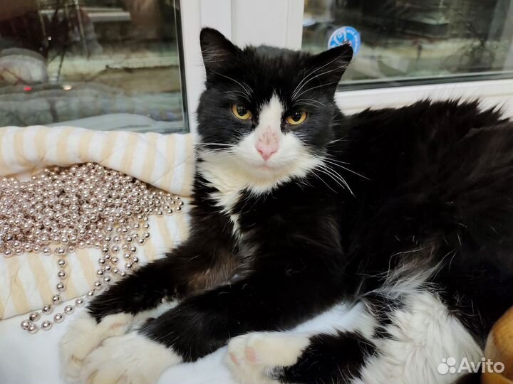 Котик ищет дом