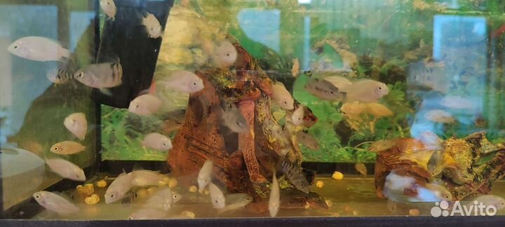 Рыбки цихлиды