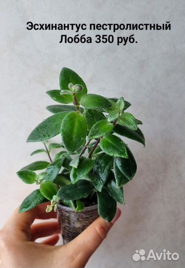 Растения разные