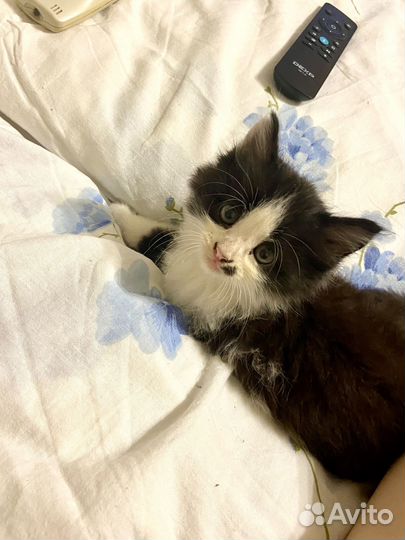 Котенок ищет дом