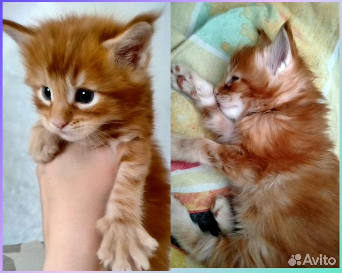 Котята мейн-кун