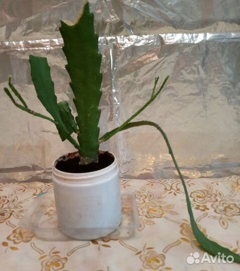 Продам эпифиллум