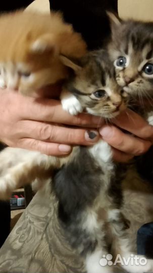 Котята отдам бесплатно