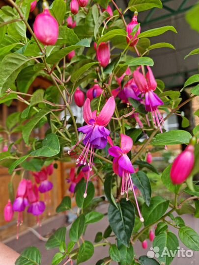 Фуксия на штамбе