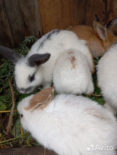 Кролики мясных пород