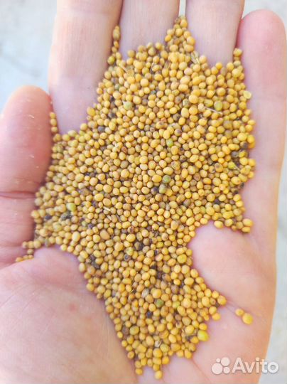 Горчица желтая