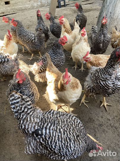 Куры и петушки