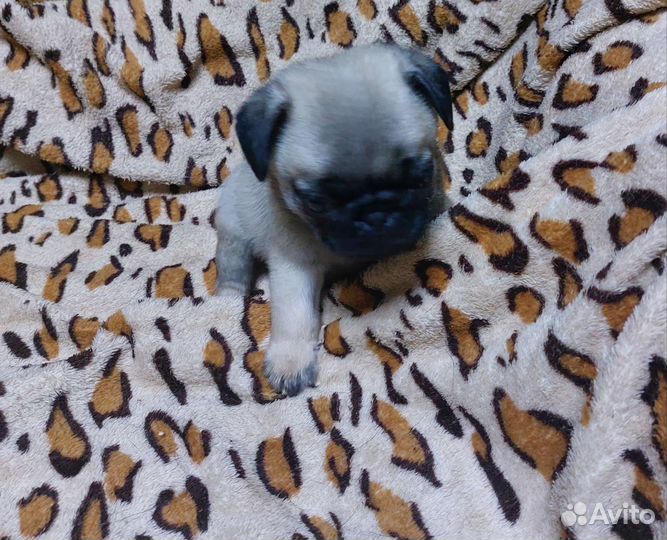 Щенки мопса