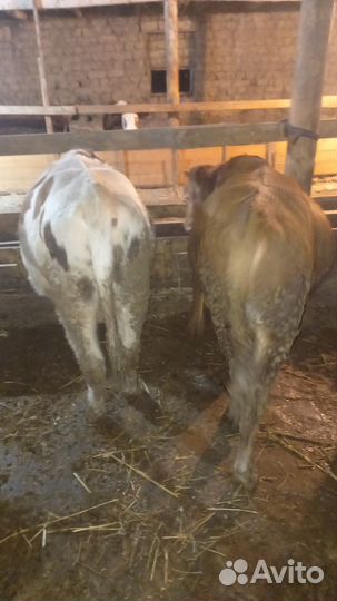 Коровы и телки бычки