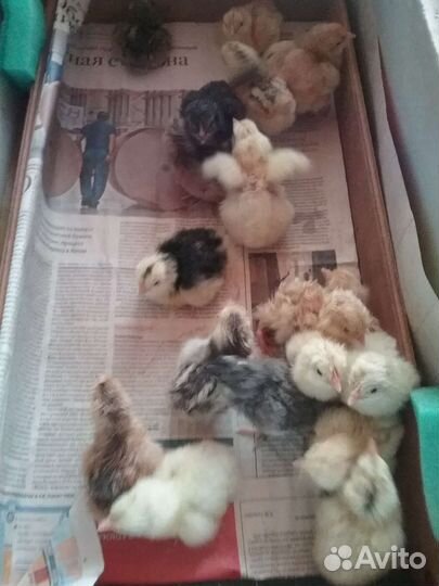 Цыплята суточные