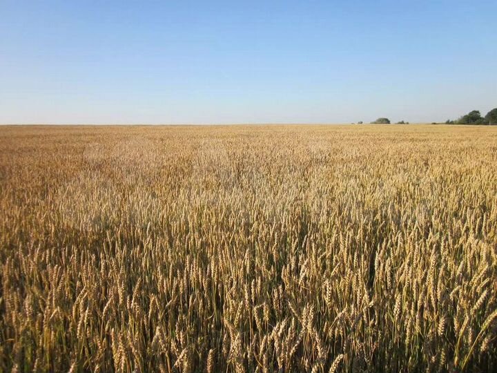 Участок 15 га (СНТ, ДНП)