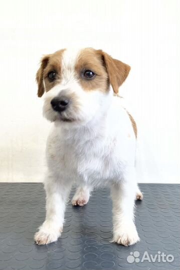 Стрижка собак и кошек