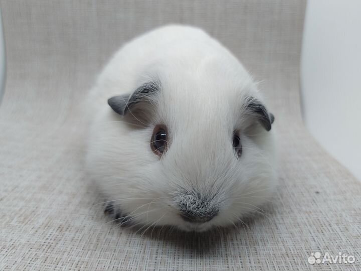 Морская свинка калифорния