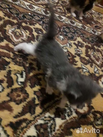 Котята от Мейн-кун