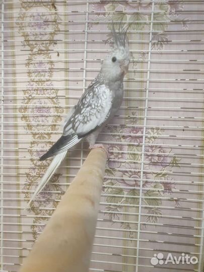 Бесщекая корелла