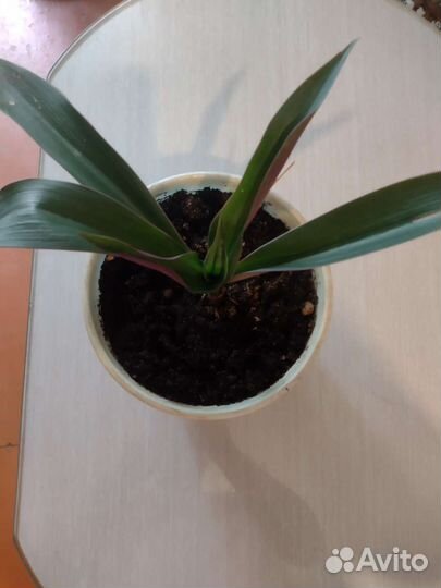 Традесканция разноцветная