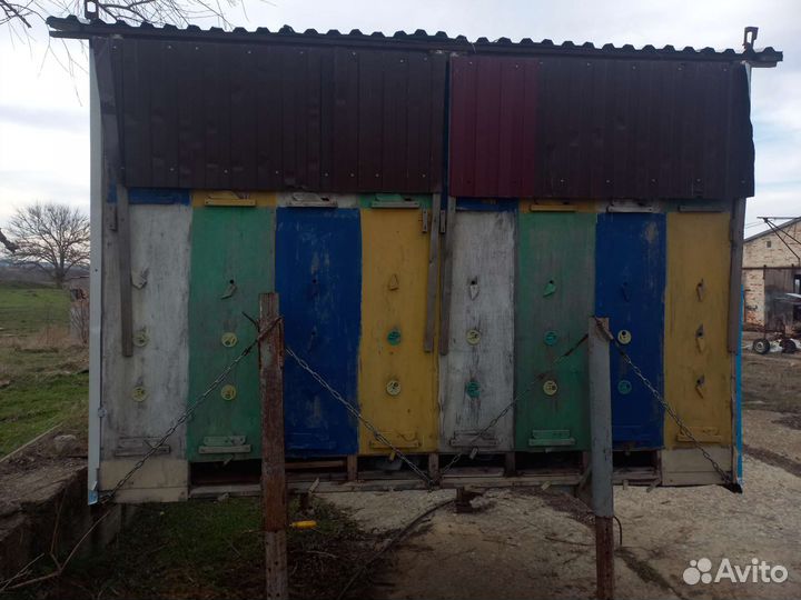 Пчелы, Павильон Берендей 32