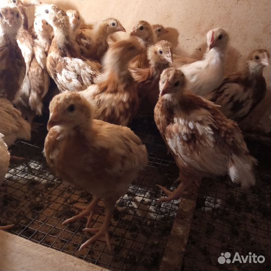 Птицы домашние куры