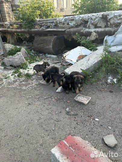 Собаки щенки бесплатно в добрые руки