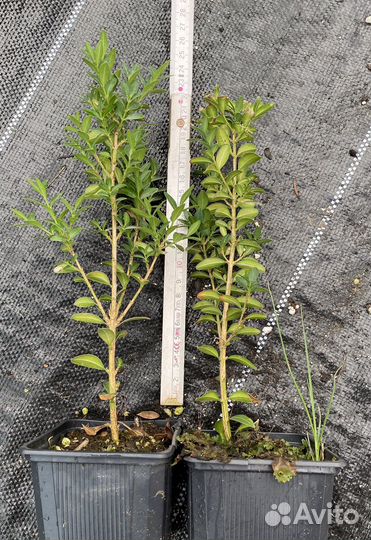 Самшит бересклет