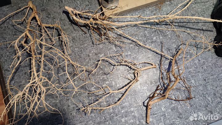 Доставка / Коряги, лиана, корни, листья магнолии
