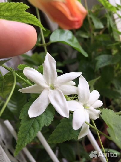 Жасмин самбак