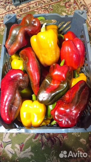 Помидоры и острый перец Чили