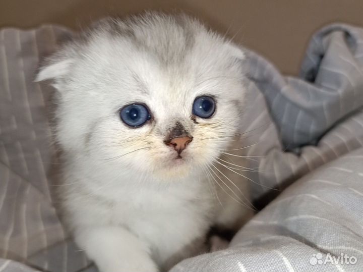 Шотландские котята