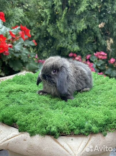 Мини кролики(Царские)