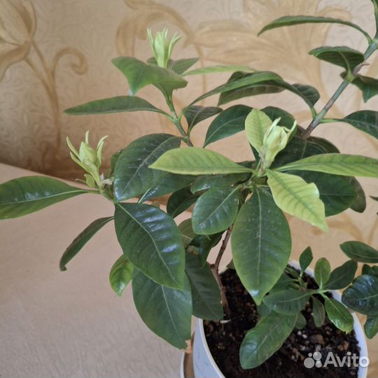 Гардения жасминовидная