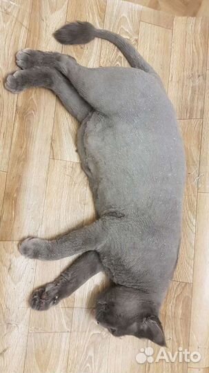 Стерилизация кошек