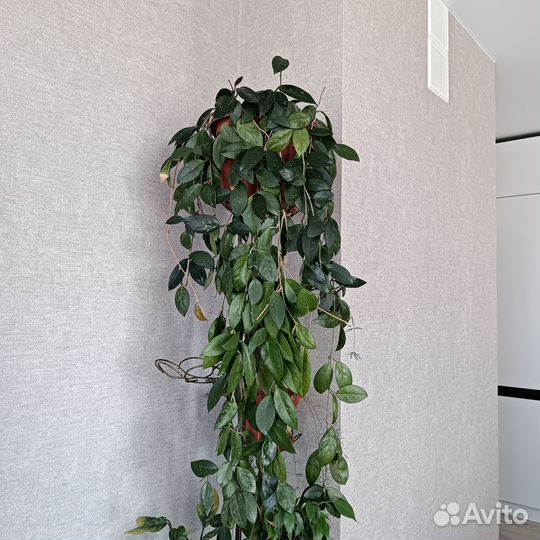 Хойя взрослая