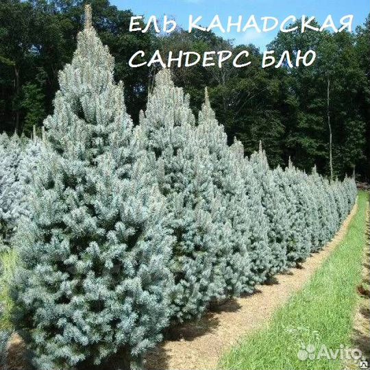 Ель Канадская