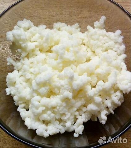 Гриб тибетский (молочный)