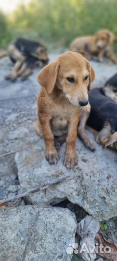 Собака в добрые руки отдам бесплатно