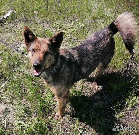 Ева ищет дом