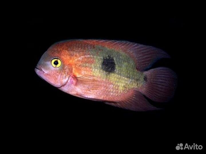 Цихлазома винная разводные