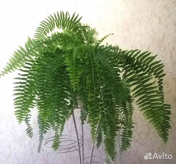 Папоротник комнатный