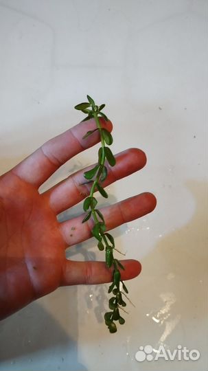 Индийский папоротник