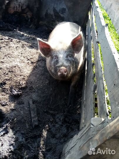 Супоросная свиноматка