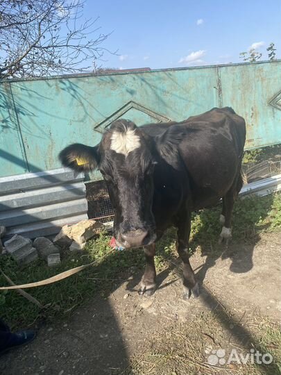 Корова дойная