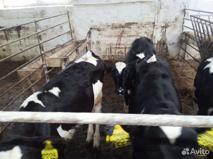 Бычки мясного направления, телки на племя