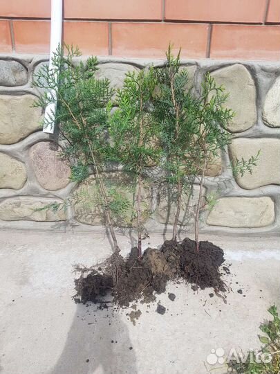 Туя восточная