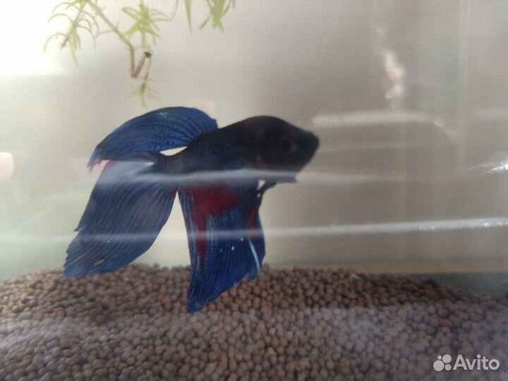 Аквариум с рыбками