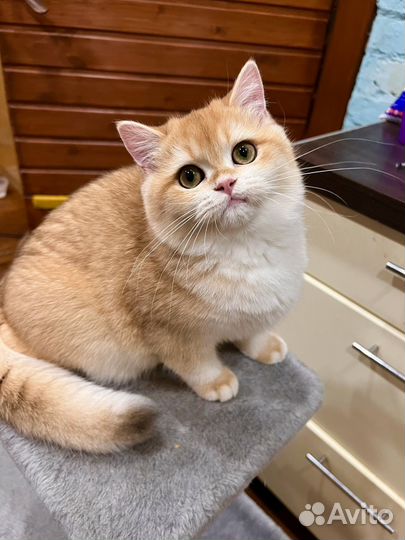 Британская золотая шиншилла девочка