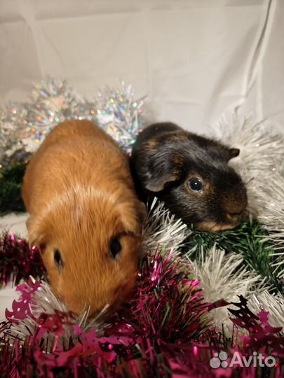 Морская свинка