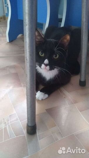 Кот бесплатно (помесь мейн куна с обычной)