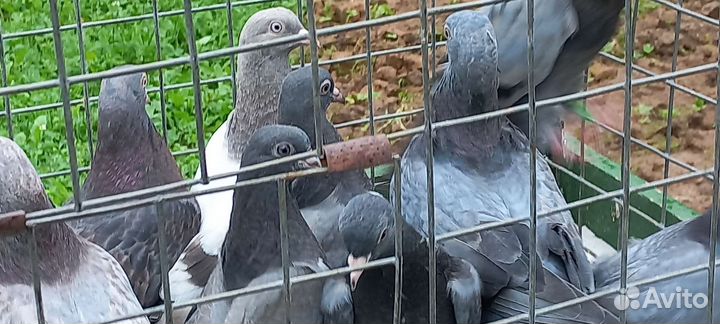 Голуби свердловские