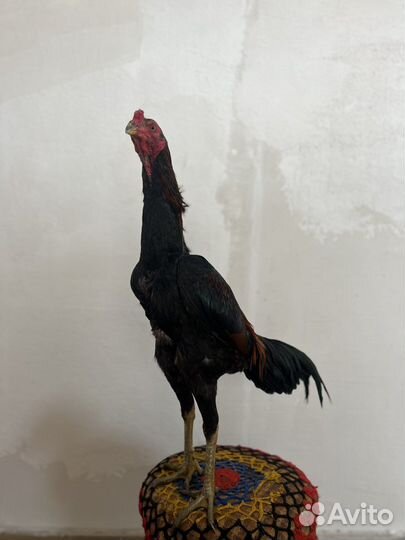 Бойцовые Петухи