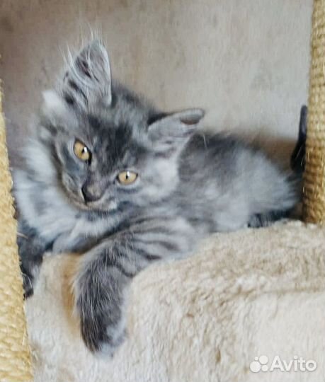 Котенок Необычайной красоты ищет дом